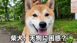 天狗に会いに行ってみた。#柴犬#犬との暮らし#日常#面白い#かわいい#癒し#shibainu