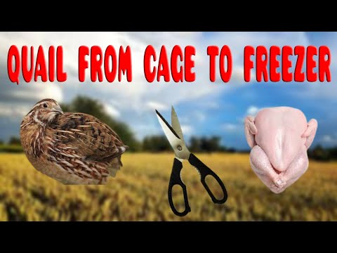 Mossy Trail Ranch Quail from our farm to our freezer!!