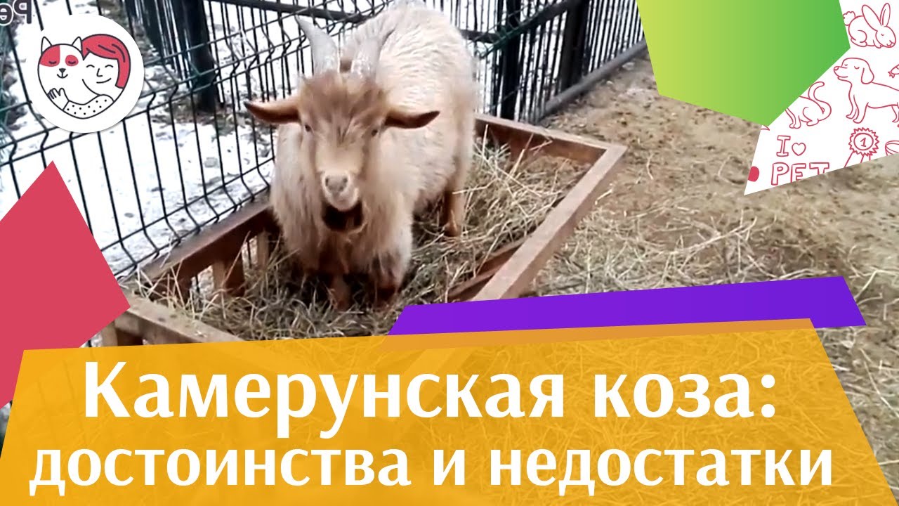 Камерунская коза Достоинства и недостатки на ilikepet
