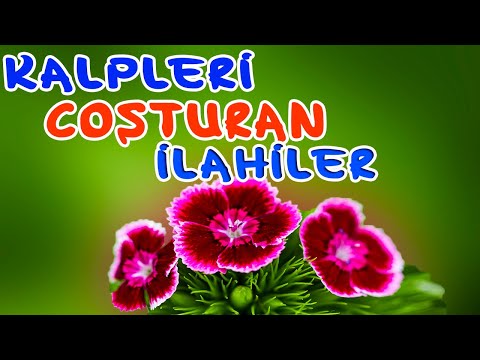 COŞTURAN İLAHİLER