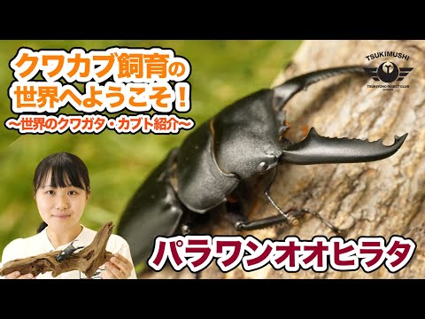 IUCN分類における絶滅の危険性を示す図。