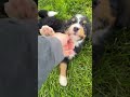 Mini Bernedoodle dogs for sale: Jordan - Video 1