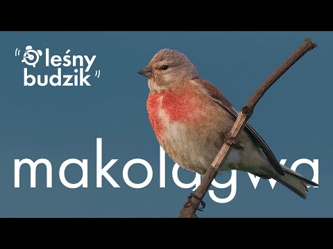 Leśny Budzik - makolągwa