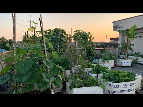 Ranjita’s pure organic winter vegetable garden tour