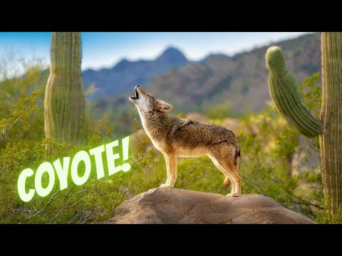 Coyote sounds and vocalizations