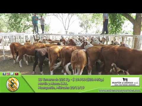 20-11-19 - Venta de Machos - Martín y Alonso S.R.L. - Huanguelén