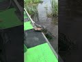 Gator Tour Guide Feeds Alligator During Tour