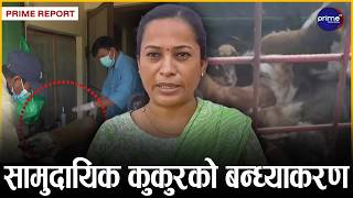 नेपालगन्ज उप–महानगरपालिकाद्धारा रेबिज रोकथामका लागि खोप तथा बन्ध्याकरण अभियान सुरु | Prime TV HD