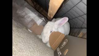 American Sable rabbit Rabbits Videos