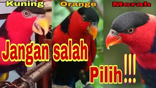 Inilah 3 jenis warna paruh burung nuri kepala hitam beserta karakternya yang wajib kalian tahu!!!