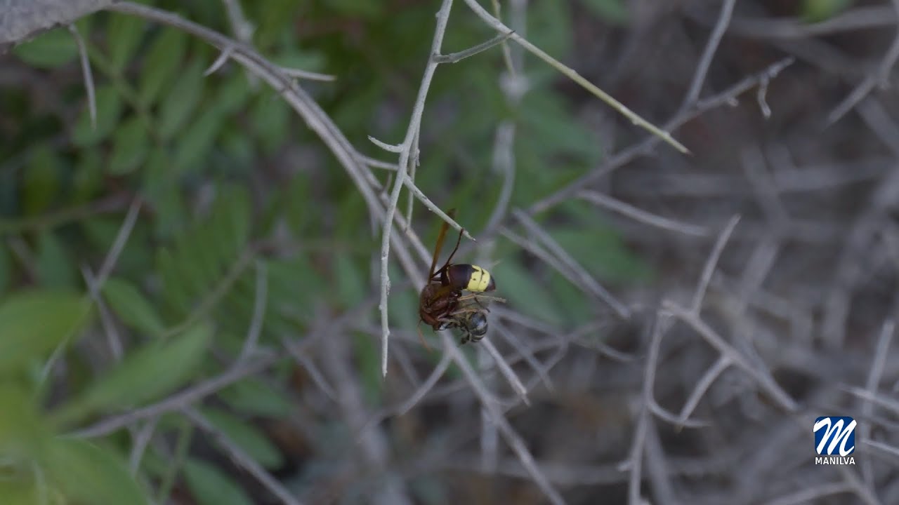 Salud invierte en protección, formación e información para combatir al Avispón