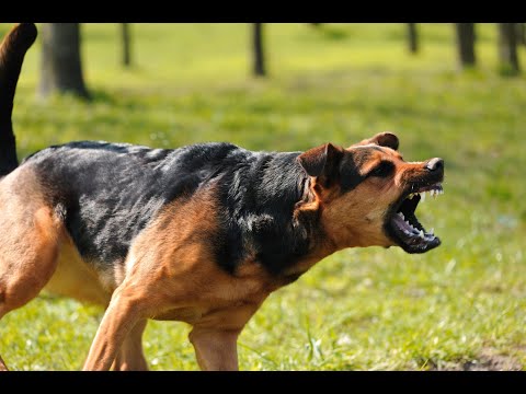 Që të thuash kam frikë vetëm Allahun, a është e thënë që mos t'i trembesh rreziqeve? - Ahmed Kalaja