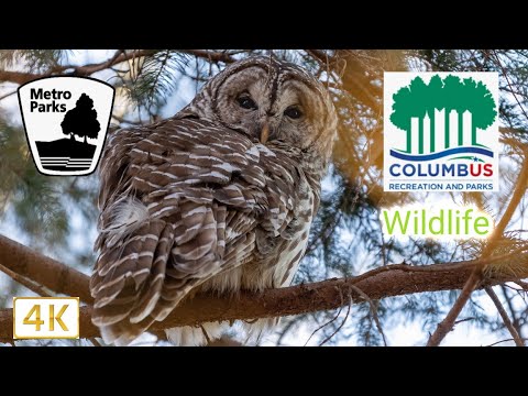 Columbus Metro Parks Wildlife Video