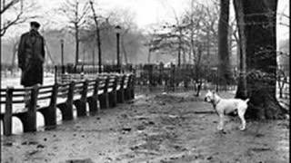 lemon tree. in still.