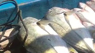 Download lagu emak emak mancing ikan tidak sadar mp3