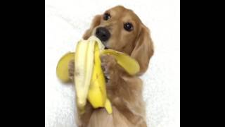 animales  perro y banana