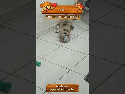 Vídeo de Bob 