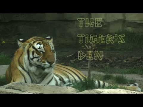 January 25th Trade What You See with Larry Pesavento on TFNN - 2017