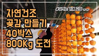 영동 산골의 깨끗한 바람으로 만들어 더 맛있는 곶감(반건시) 만들기 처음으로 사용 하는 감박피기 써보니