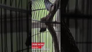 Download lagu Rambatan Paruh Merah Ngebren Tajam mp3