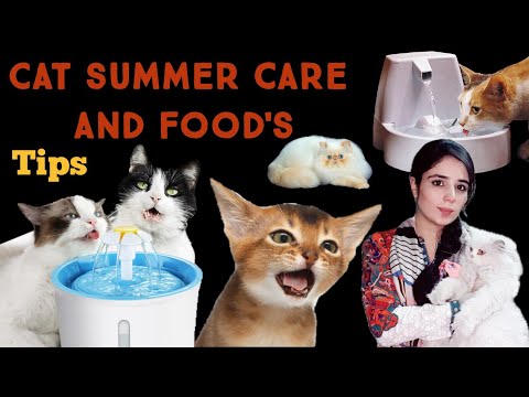 Cat summer care tips  / How to keep Persian cat cool in summer / Cat & kittens care in hot weather /