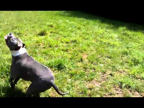 Kenai on the flirt pole 1