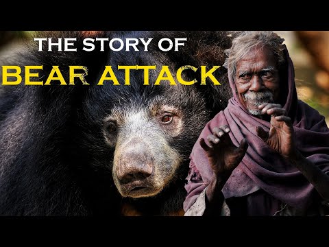 Sloth Bear Attack | In search of Sloth Bear