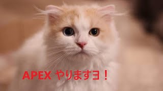 APEX ランクリーグ！　参加◎