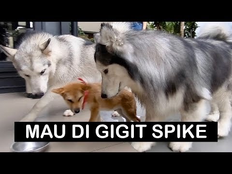 SPIKE MAU GIGIT ANJING KECIL !!! - Vlog