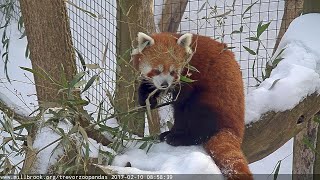 Red Pandas - Trevor Zoo
