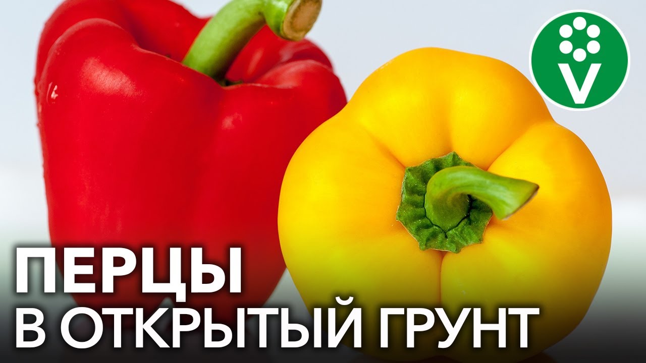 Собираем ведрами ранний урожай крупных перцев! Низко- и высокорослые сорта.