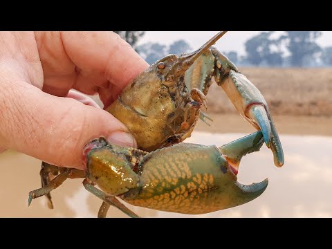 New yabby dam I hit the yabbying jackpot again