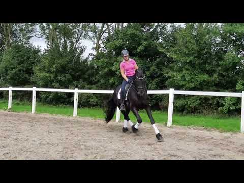 Stal Okkema's Eos - Olgert x Sape - Grand Prix dressuur