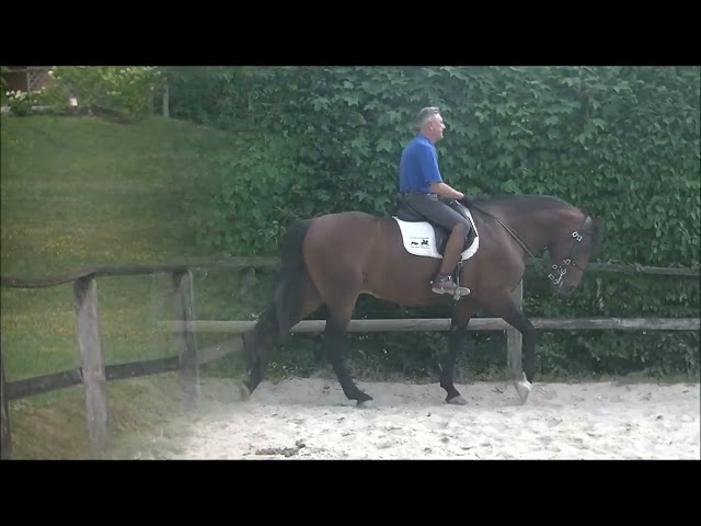 Olimpo Etalon lusitanien approuv&eacute; n&eacute; en 2018