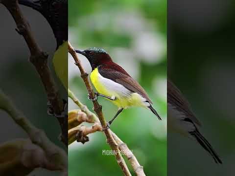 Purple-rumped Sunbird | Midhun Mohan