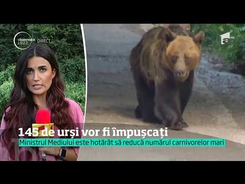 Decizie dură anunţată Ministerul Mediului: 145 de urşi vor fi împuşcaţi