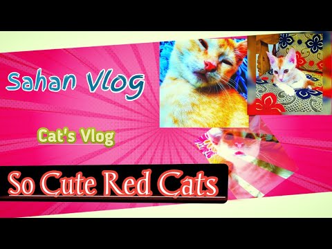 So Cute Rad Cats | Cats Vlog  | Sahan Vlog | 2021 |