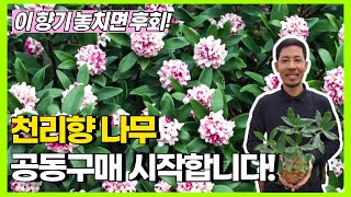 이 향기, 놓치면 후회! 천리향나무 공동구매 시작합니다!