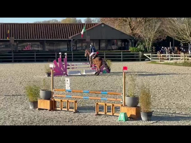 Magnifique 8 ans fr&egrave;re de Vagabond de la Pomme