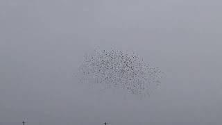 J J  Cale, Lean On Me, (our brothers - the dinosaurs)