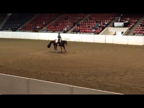 Congress horsemanship 1st go