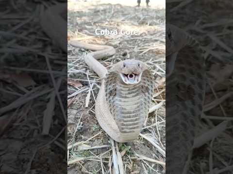 Cobra Core #animalshorts #cute #cuteanimals #snake #cobra #kingcobra