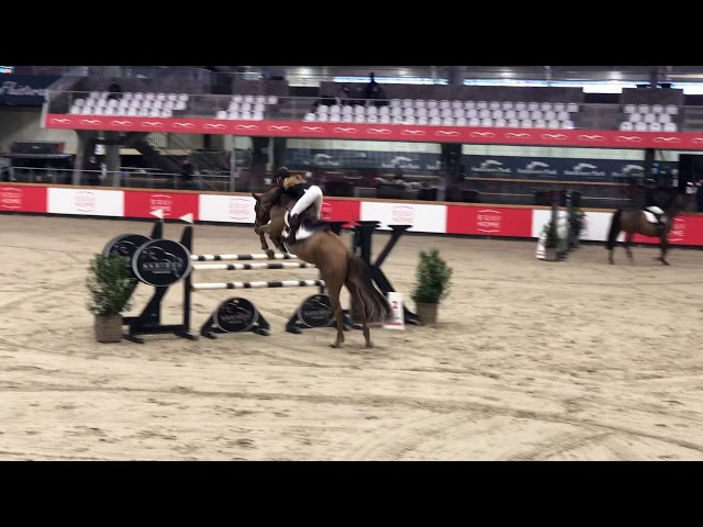 Half-brother of the mare Queen Kastoria M is the International jumping and BWP approved Stallion Piece of Cake M with rider Vicky van der Poel.