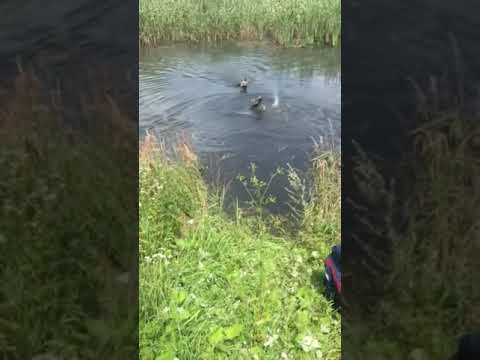 Восточноевропейская овчарка . Команда апорт на воде . Щенок овчарки ВЕО . #ВЕО ВЕО