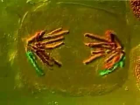 la mitose : les 4 phases de la mitose, animation