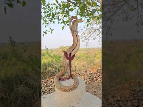 मन्दिर में नाग और नागिन एक साथ निकला 🐍🌺🙏Pair of cobra snake at temple #shorts #sandeepjoshi #natural