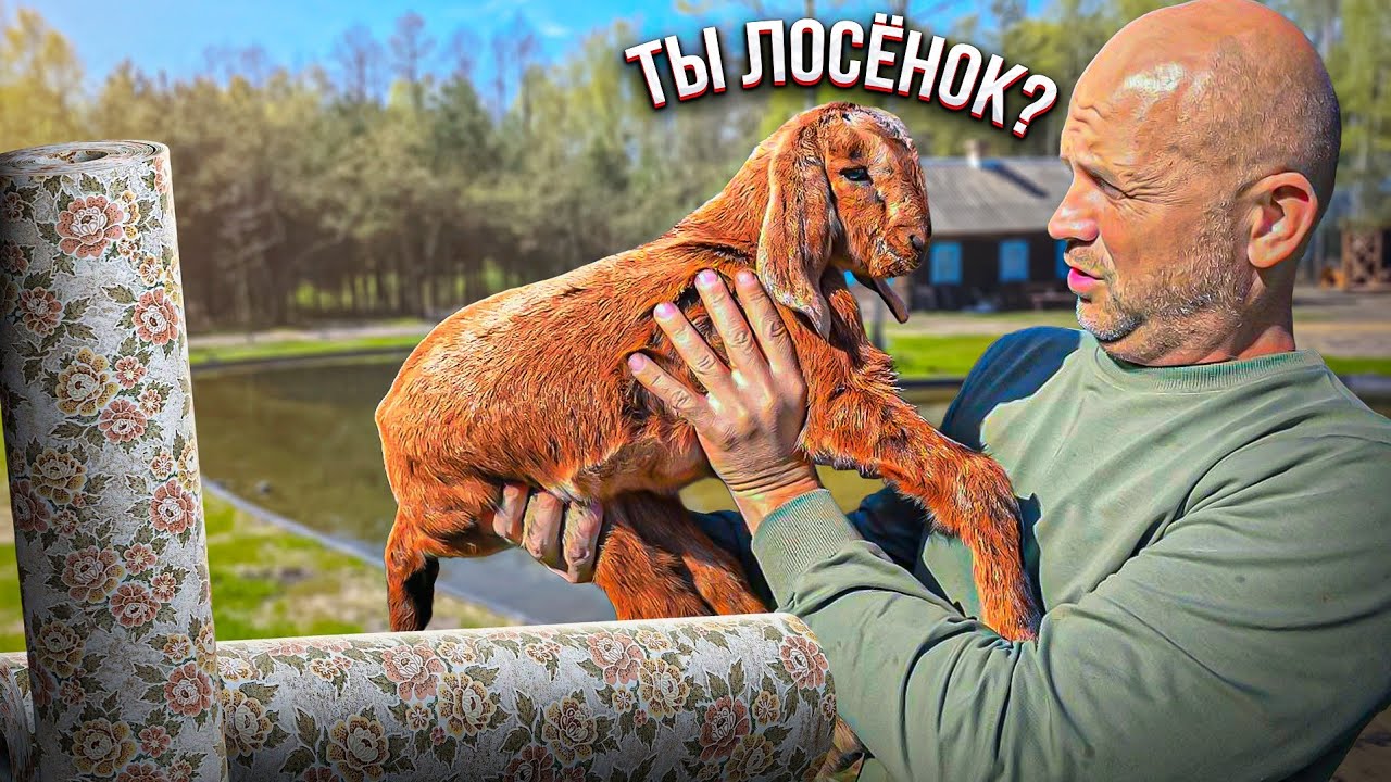 Жизнь кипит, необычное всё: интересный приплод, дизайн дома, наполнение пруд?