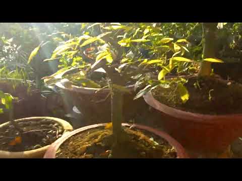 xem lại nụ mai có đạt chuẩn để hái lá chơi tết