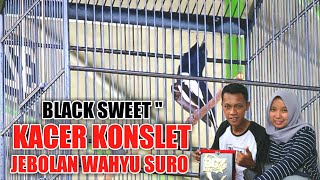 Download lagu INI CARA WAHYU SURO SETTING KACER KONSLET BLACK SWEET | BGZ JAYA CUP 1 WONOSOBO mp3