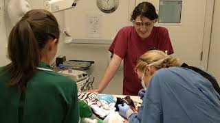 3 Best Vets in Rotherham, UK - Expert Recommendations